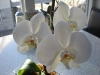 phalaenopsis orchids before.....                       