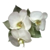 phalaenopsis orchids after