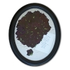 black magic roses pressed                               